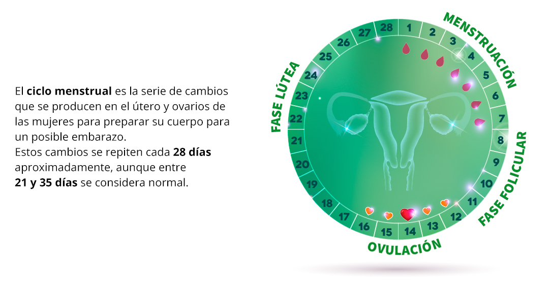 Fertilidad y ciclo menstrual